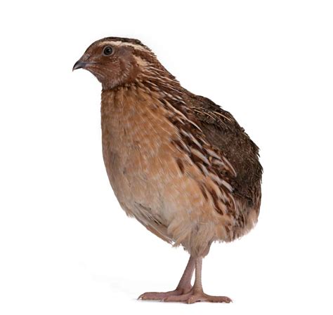 Coturnix Quail: A Real Alternative to Raising Chickens - Heritage Acres