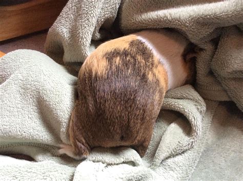 why is guinea pig hiding cheap 3