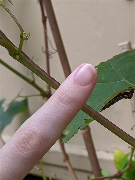 Friendly way to control caterpillars? : r/gardening