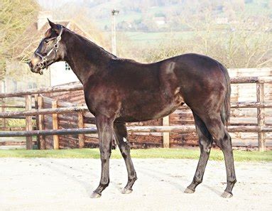 Wootton Bassett Filly Tops Second Arqana Session - BloodHorse