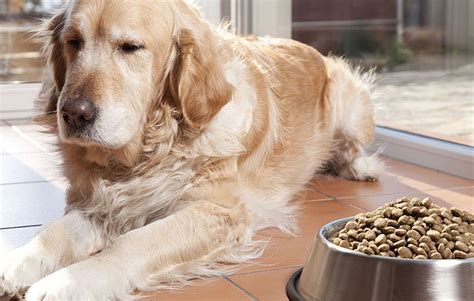 Disadvantages Of Dry Dog Food - Top 10 Common Drawback