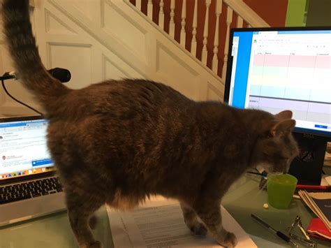 larry home alone stunt double 5