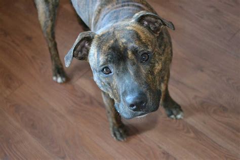 Can A Black Dog Turn Brindle