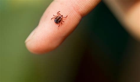 forte augmentation des morsures de tique bientot  vaccin contre la