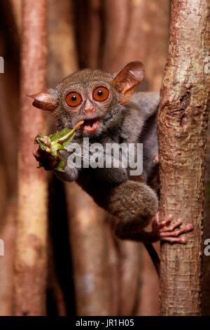 spectral tarsier tarsius tarsier eating  grasshopper  fig tree