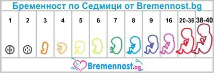 Бременност по Седмици
