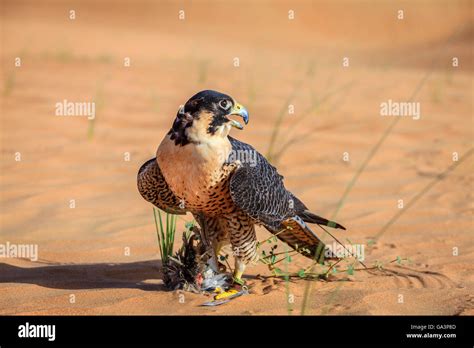 Peregrine Falcon with its prey in a desert near Dubai, UAE Stock Photo ...