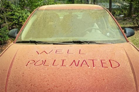 Understand Your Tree Pollen Allergy A Bit More - Farmers' Almanac ...