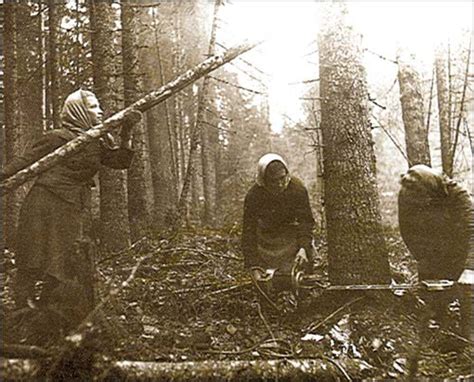 Drujba | Arboristsite.com