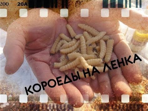 Короеды для ловли Ленка - YouTube