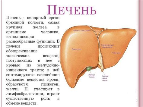 Ферменты печени: функции, уровень в норме, связанные заболевания