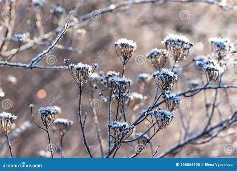 withered flowers   bush covered  hoarfrost  night frost late