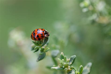 ladybug cat noir ladybug images pixabay