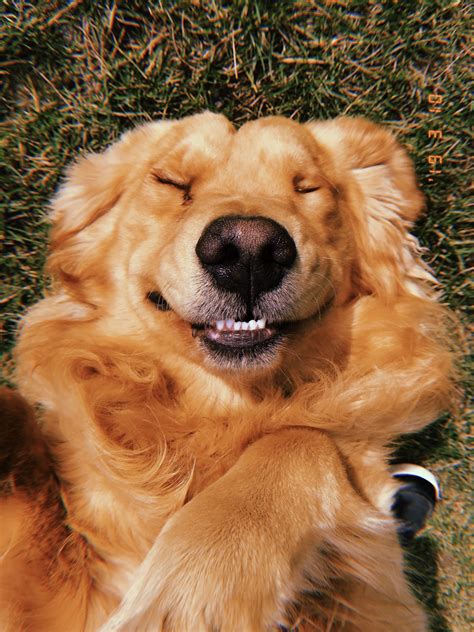 Golden Retriever Smiling