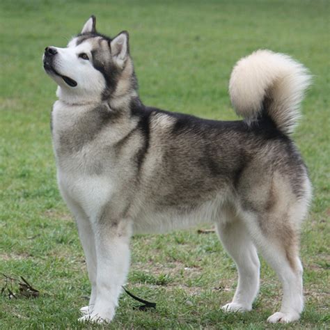 Alaskan Malamute Breed Guide - Learn about the Alaskan Malamute.