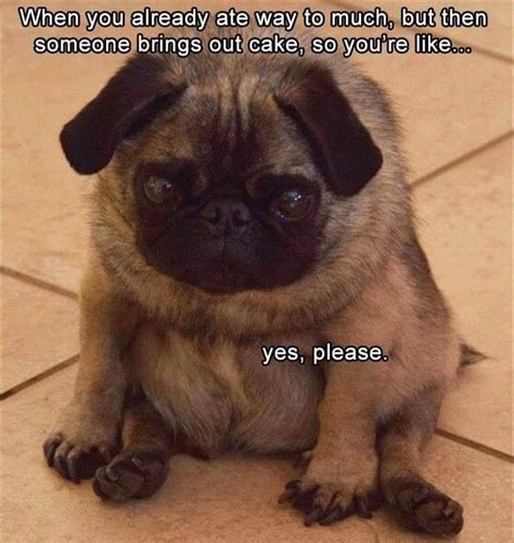 Ate too much...but cake | Funny dog memes, Memes funny faces, Funny cute