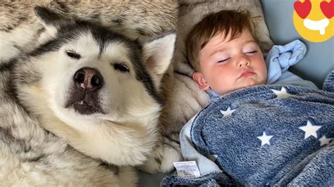 Husky Finds Baby Sleeping Then Refuses To Leave His Side & Falls Asleep Cuddling!! [CUTEST VIDEO ...