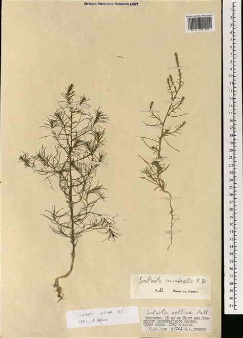 MW0176693, Salsola collina (Солянка холмовая), specimen