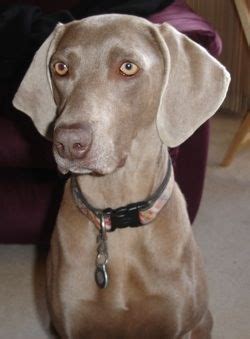 Weinheimer Weimaraner Puppies, Weimeraner, Thing 1, Pet Style ...