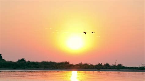 Birds flying at sunrise. Silhouette of two birds flying over the water ...