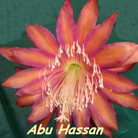 Abu Hassan – SDES