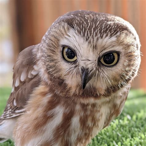 Cascades Raptor Center | Nature Center & Wildlife Hospital