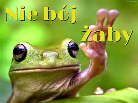 Nie bój żaby