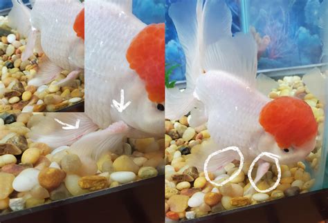 Red Cap Oranda Goldfish Male Or Female