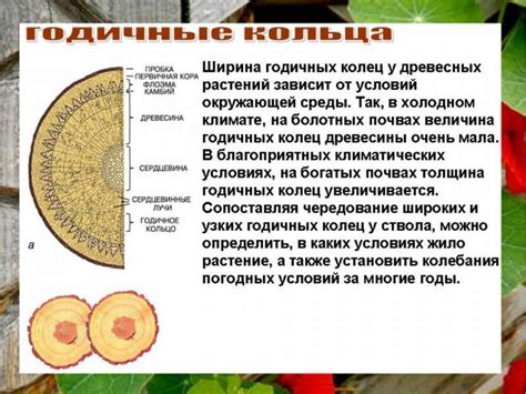 Стебель растения. Виды стебля - презентация онлайн