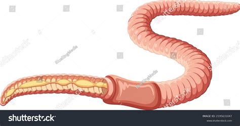 Segmented Worm Anatomy