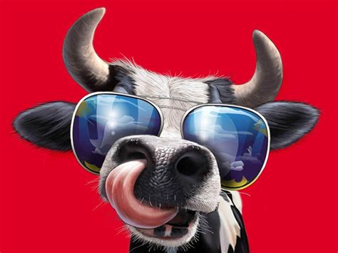 funny animal pictures cow 4
