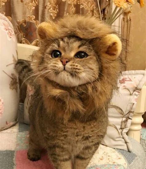 sorry, yes i love uwu and kitten - image #7077817 on Favim.com