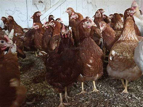 Продавам ярки бял легхорн и ломан Браун Кокошки, Пилета ...