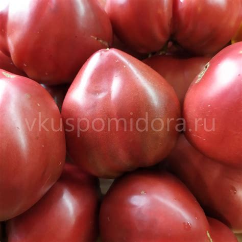 Купить семена томата сорт Гном Пурпурное сердце