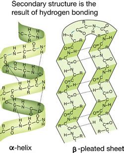 Protein Structure - Biological Molecules