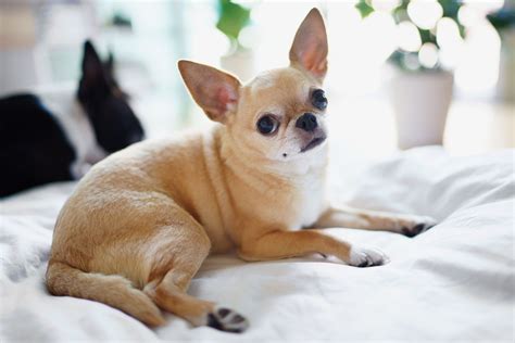 Chihuahua Dog Breed Info: The Chihuahua is one of the smallest dog ...