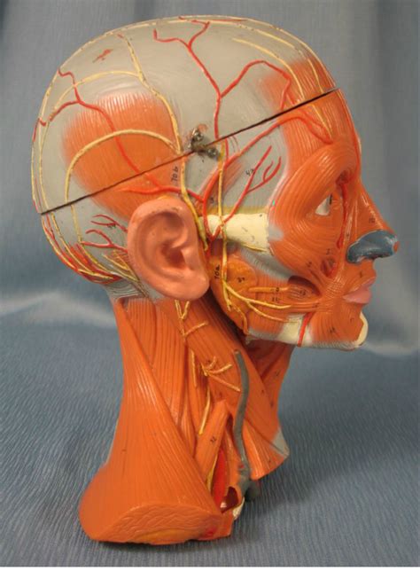 full head  lateral view diagram quizlet