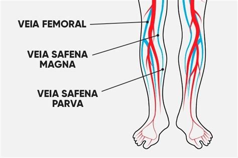 Veias do Corpo Humano - Toda Matéria