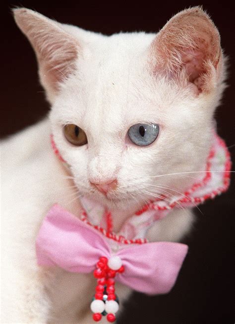Khao Manee Cat Breed Pictures, Characteristics, & Facts