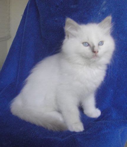 Lilac Mitted Ragdoll Male w/Blaze (SOLD) | Ragdoll Cats and kittens of Ragmeister