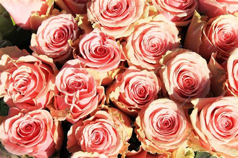 Textura con rosas de color rosa pálido brillante | Foto Premium
