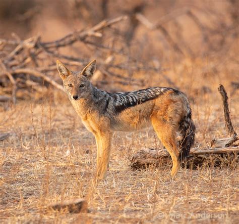 Jackal Sounds & Calls | Wild Ambience Nature Sounds