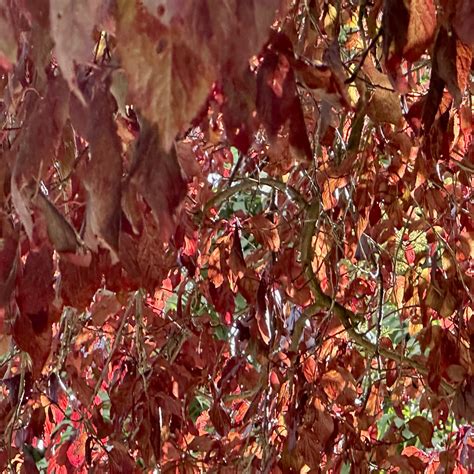 Davis Funeral Homes & Memorial Park - BAYER CEMETERY BROKERS