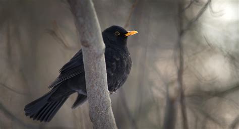blackbird wallpaper hd
