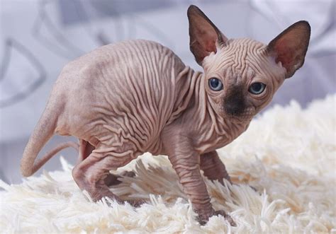 bizarre world  hairless animals