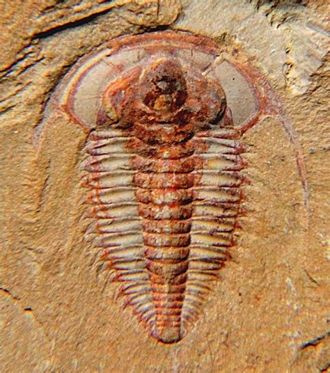 Ancient Animal Fossils