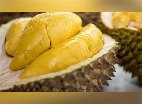 cara merawat pohon durian agar cepat berbuah 5