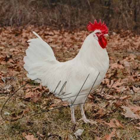 California White Chicken For Sale | Cackle Hatchery®