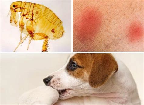 dog flea infestation pictures  jerome weeks blog