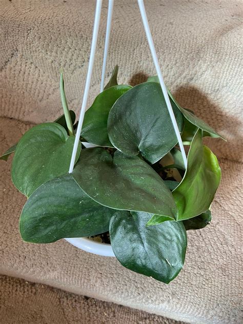 Crazy Plant Gal - Home